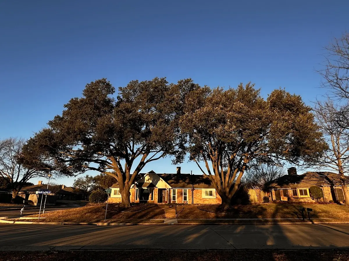 Established residential canopy tree shading a home in Clayton